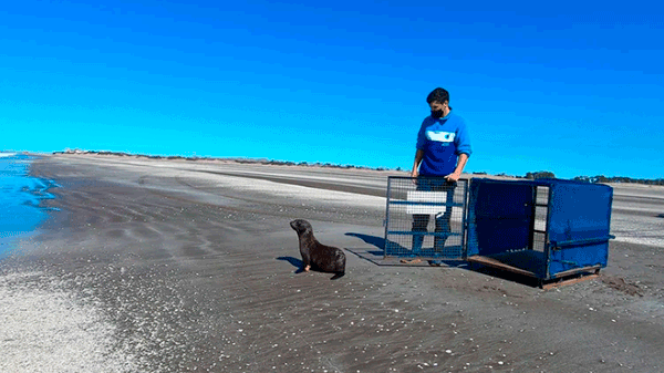 Por la contaminación plástica, aumentó casi un 50% la mortalidad de la fauna marina en la costa bonaerense