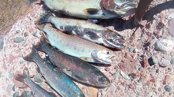 Depredación de peces en la cuenca del río Diamante
