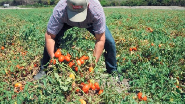 Deciden ampliar la ayuda a productores que sufrieron daños en sus cultivos