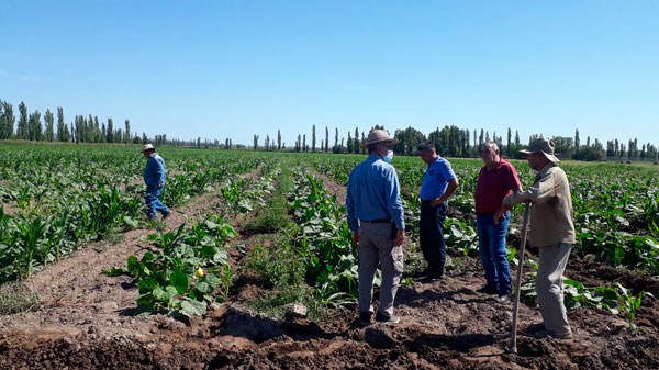 Incremento de productores que ingresan al programa de producción de zapallo y tomate del INTA