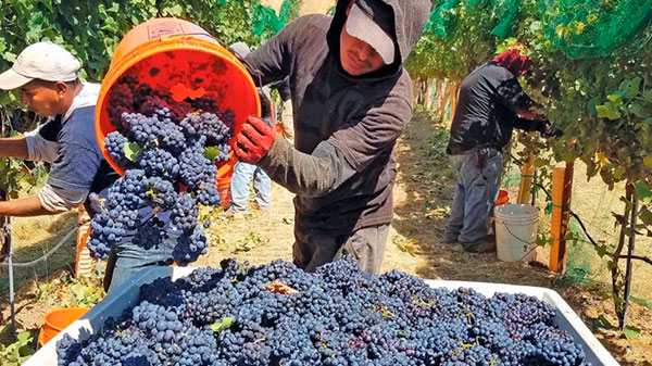 El sector vitivinícola espera una menor cosecha pero de excelente calidad