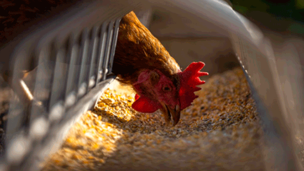 Estados Unidos reporta el primer caso humano de gripe aviar H5