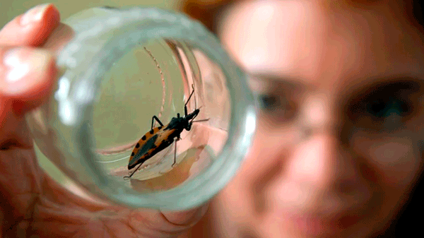 Comienza una campaña para concientizar sobre la enfermedad de Chagas