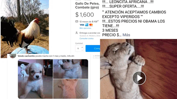 Muerte, explotación, abandono y más: Todo lo que hay detrás de un lindo cachorrito en venta en internet