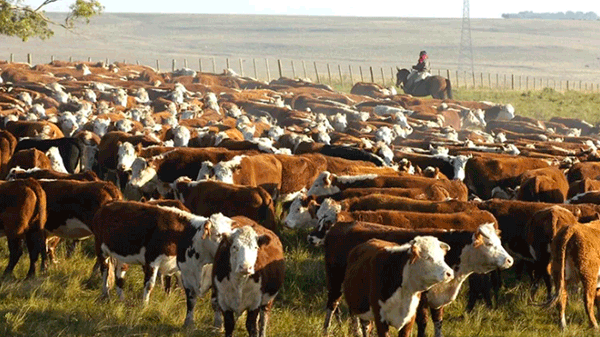 Aseguran que creció significativamente la cantidad de ganado en Mendoza