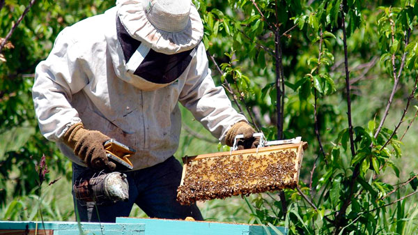 El 70% de la actividad apícola de Mendoza se desarrolla en el Sur