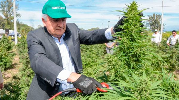 Gerardo Morales inició la cosecha de cannabis «más importante de Latinoamérica»