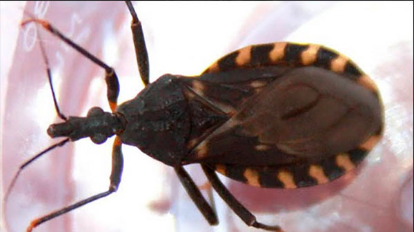 Siete de cada diez personas que tienen la enfermedad de Chagas no lo saben