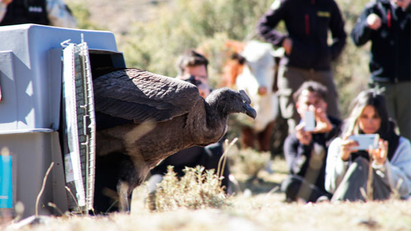 Ambiente liberó un cóndor andino en el Parque Provincial Cordón del Plata
