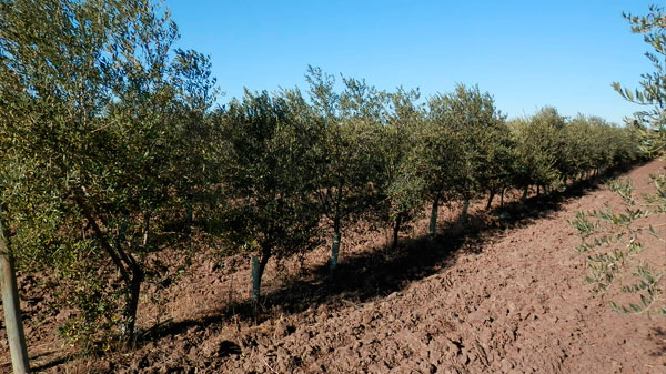 Notoria caída en la cantidad de hectáreas cultivadas con olivos
