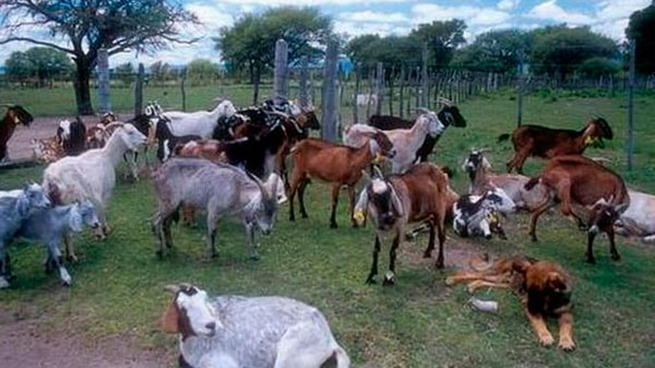 El Sosneado celebra la Fiesta del Puestero Sureño