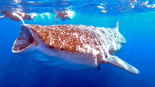 Siguieron el rastro de cientos de tiburones ballena y detectaron qué los está matando