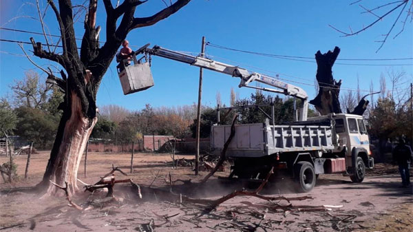 Defensa Civil trabaja en distritos para quitar árboles con riesgo de caída