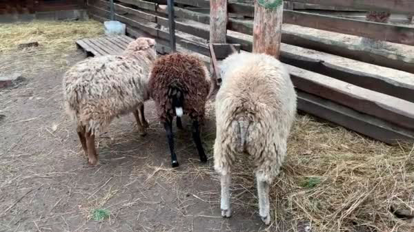 Se robaron ovejas de un corral en Rama Caída