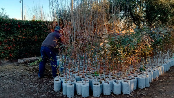 Se entregaron mil árboles para distritos y se busca plantar 10 mil nuevos ejemplares