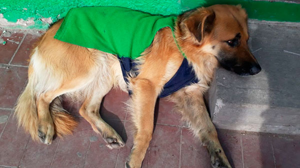 Solicitan donaciones de telas e hilos para confeccionar «Chalequitos» para perros sin hogar 
