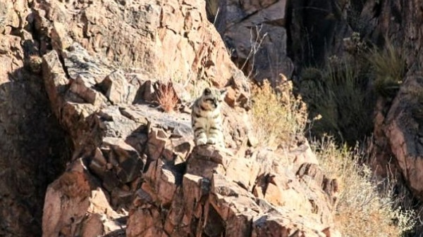 Un nuevo avistaje de gato andino, ahora en San Rafael