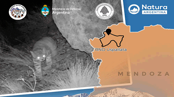 Se confirmó la presencia del enigmático gato andino en la Reserva Natural de la Defensa Uspallata, en Mendoza