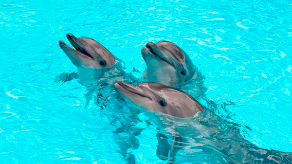 Los delfines disfrutan escuchando música clásica, afirmó un estudio