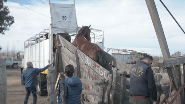 Cuatro caballos rescatados de la faena clandestina fueron trasladados a PEMPA