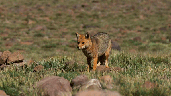 Puesteros preocupados por los ataques de pumas y zorros