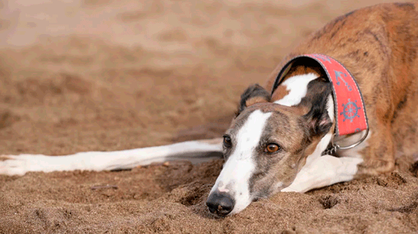 Las mascotas también pueden tener viruela del mono: qué hacer para evitarlo