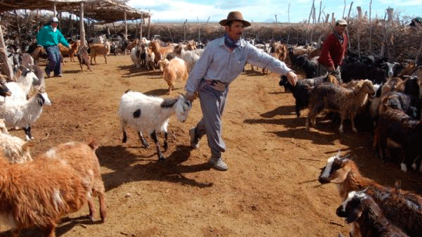 Productores caprinos y ovinos accederán a más de 11 millones de pesos para potenciar sus actividades