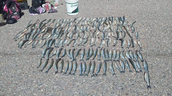 En operativo, la Policía Rural secuestró 300 piezas de pejerrey