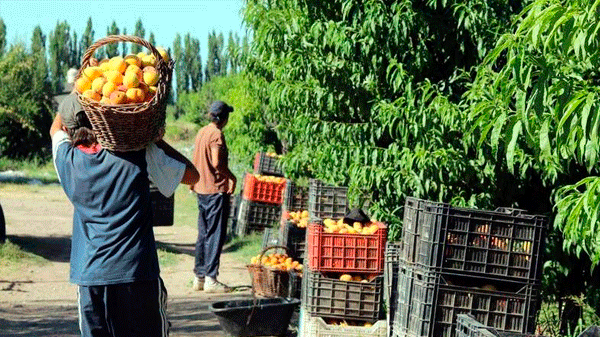 Complicado presente del sector frutihortícola en Mendoza 