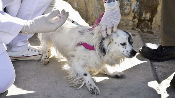 Día Mundial de la Rabia: cuidados y vacunación de las mascotas