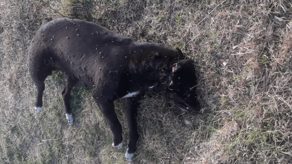 Gran preocupación en Rama Caída por animales muertos e intoxicados