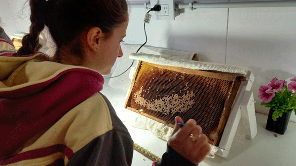 Nuevo módulo para mejorar la genética de abejas reinas y formación en el mundo apícola