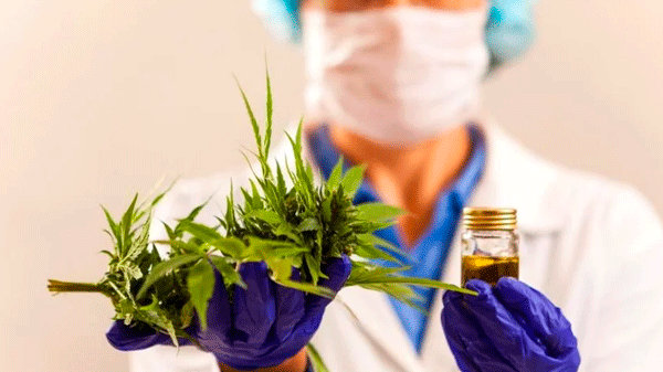 Los detalles de la reglamentación de la Ley de Cannabis Medicinal y Cáñamo Industrial