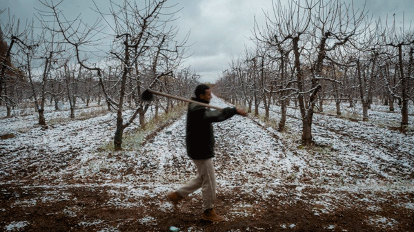 Nuevamente las heladas tardías provocan dolores de cabeza en los productores