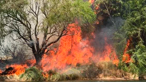 Incendio dejó más de 100 hectáreas afectadas en campo inculto