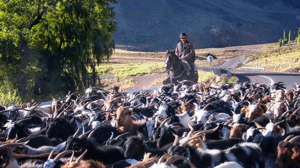 Aprobaron la prórroga de la «Ley de Arraigo de Puesteros»