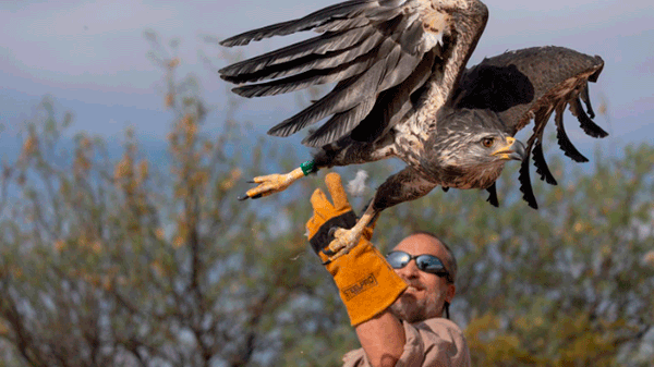 Se liberó en Mendoza un águila coronada recuperada por el Ecoparque de Buenos Aires