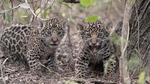 Trasladaron al Iberá a dos cachorros de yaguareté nacidos en Chaco