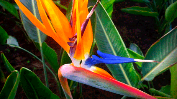 Flor de pájaro, la planta que pasó de los jardines tradicionales a ser la favorita para decorar interiores