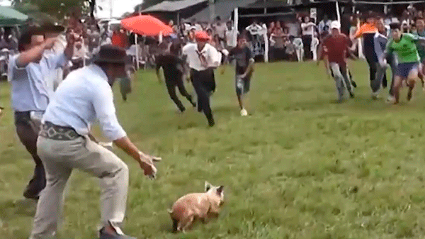 Fuerte repudio a la práctica del chancho enjabonado en Malargüe