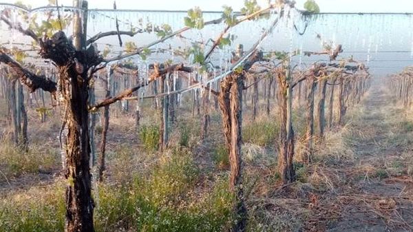 Solicitan que se exima de pagar tasas municipales a productores afectados por las heladas 