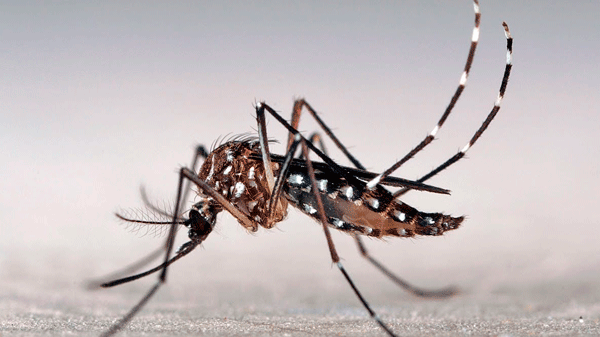 Descacharrado, la principal medida de prevención del dengue