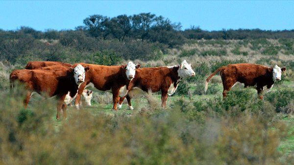 Argentina exportará toros para reproducción a Chile