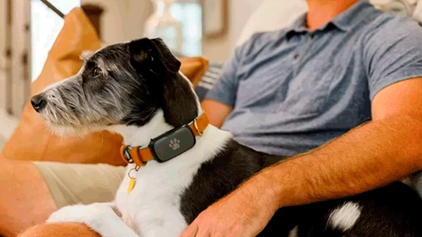 Es gratis y puede salvarle la vida a tu mascota: cómo conseguir el nuevo collar inteligente anti pérdidas