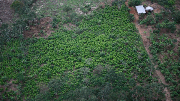 Colombia y Bolivia pedirán a la ONU que la hoja de coca no esté en la lista de sustancias prohibidas