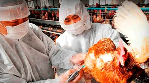 Gripe aviar: cómo es la situación en Mendoza
