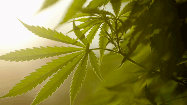 La corte brasileña se expedirá sobre el cultivo de cannabis y podría abrir la puerta a la plantación