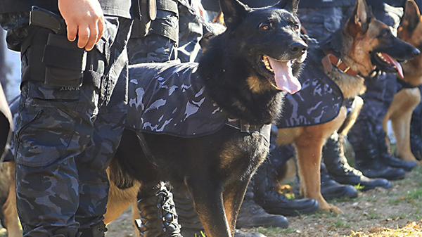 Canes de la Policía resolvieron un robo en el Tropezón