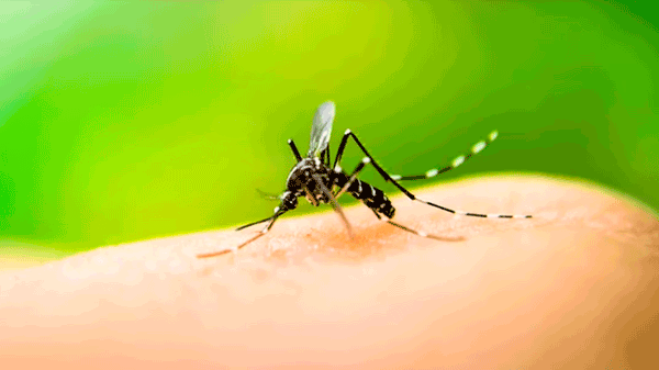 Tucumán es la provincia más afectada por el dengue con 7 muertes y más de 10.000 casos