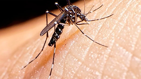 Mendoza registró el primer caso de chikungunya